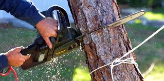 Professional Tree Removal Services in Clayton, OH