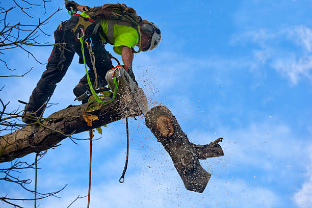 Best Residential Tree Removal  in Clayton, OH