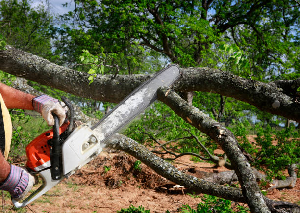 How Our Tree Care Process Works  in  Clayton, OH